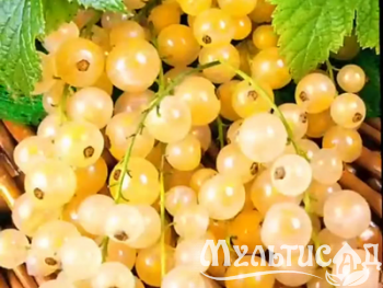 Дизайн без названия (24)
