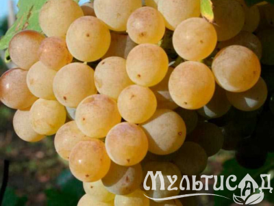 Дизайн без названия (3)