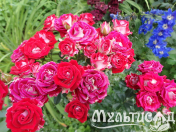 Креатив без названия (5)