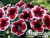 image_8096768_16081399