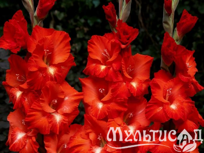 image_8096768_15981742