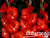 image_8096768_15981742