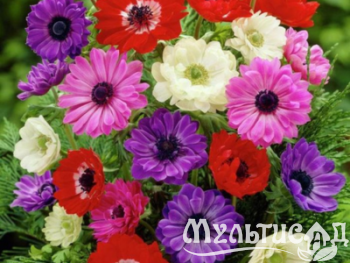 Дизайн без названия (17)