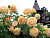 image_8165532_16142591