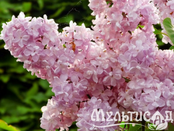 Креатив без названия (6)