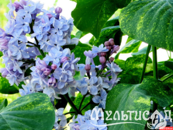Дизайн без названия (36)