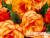 image_8096768_16079065