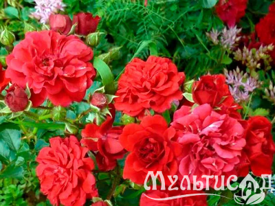image_8165532_16142844