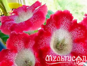 image_8096768_16080794