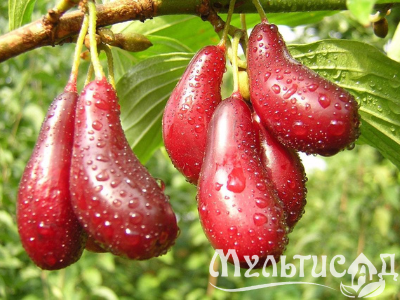 Дизайн без названия (31)