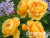 image_8165532_16142674