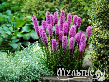 image_8096768_16101955