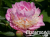 2024-07-04_12-20-29