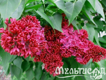 Дизайн без названия (34)