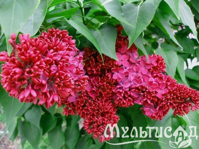 Дизайн без названия (34)