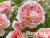 image_8165532_16128830