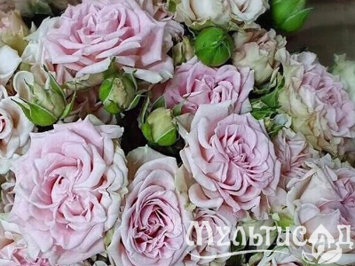 Креатив без названия (35)