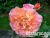 image_8165532_16129885