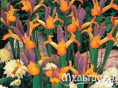 Креатив без названия (50)