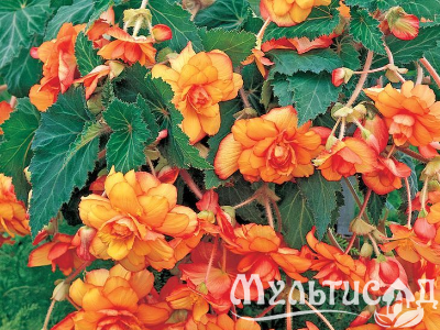 image_8096768_16079090