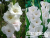 image_8096768_15979710