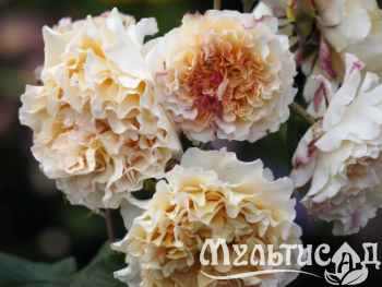 Креатив без названия (4)