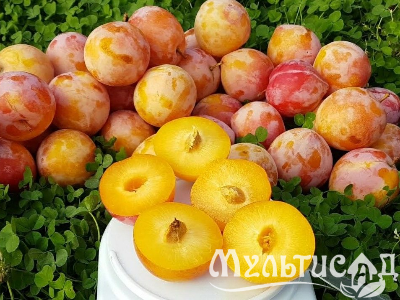 Креатив без названия (8)