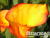 image_8096768_16086427
