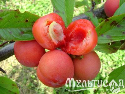 Креатив без названия (9)