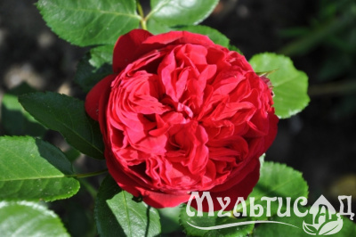 Картинка с сайта