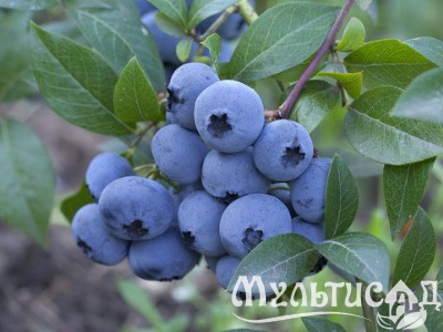 Морозостойкость до -23с (90)