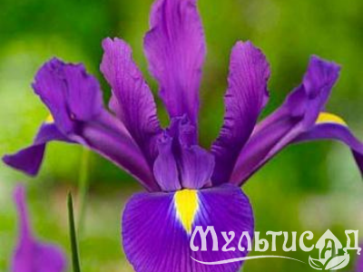 Дизайн без названия (6)