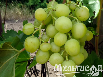 Дизайн без названия (7)
