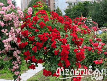 Туя (3)