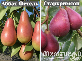 Ноябрьская (34)