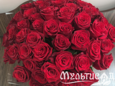 Дизайн без названия (27)