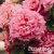 roza-eshli-3[1]