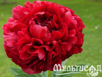Креатив без названия (11)