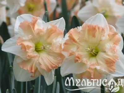 Креатив без названия (4)