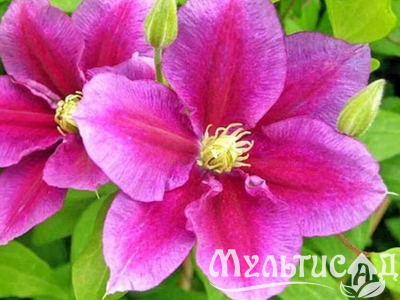 Дизайн без названия (15)