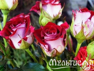 Креатив без названия (6)