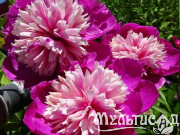 Креатив без названия (29)