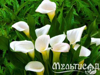 image_8096768_16085149