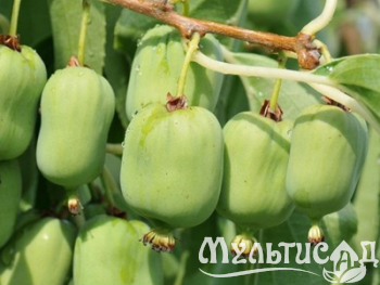 Дизайн без названия (6)