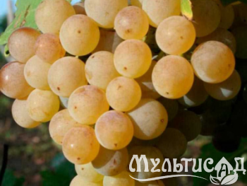 Дизайн без названия (3)