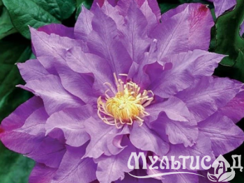 image_7681564_14979908
