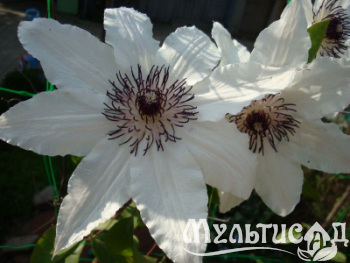 image_7681564_14978384