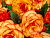 image_8096768_16079065