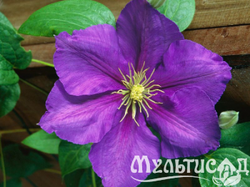 image_7681564_14949309