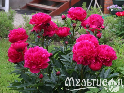 Креатив без названия (7)